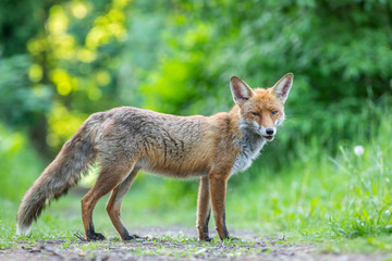 Junger Fuchs auf einem kleinen Weg am frühen Morgen