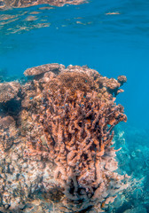 Fototapeta na wymiar Underwater Image of Colorful Coral Reef in Clear Tropical Water
