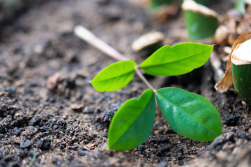 A small green plant sprout lies alone on the ground, an environmental problem of tree felling and nature pollution: earth day