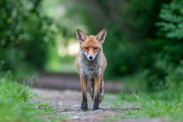 Junger Fuchs auf einem kleinen Weg am frühen Morgen