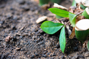 A small green plant sprout lies alone on the ground, an environmental problem of tree felling and nature pollution: earth day