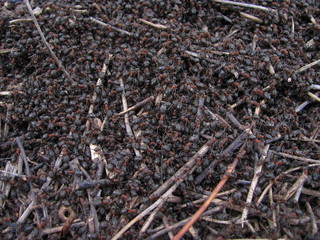 Fototapeta premium Ants in anthill in the forest close up