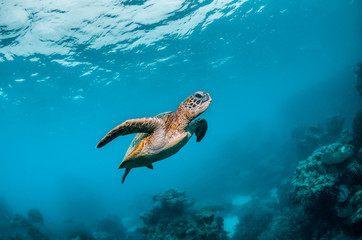 Naklejka na ściany i meble Green Sea Turtle Swimming Freely in Clear Blue Ocean