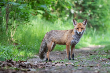 Junger Fuchs auf einem kleinen Weg am frühen Morgen