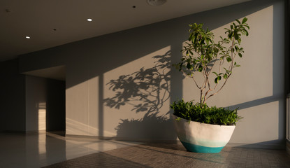 Sunlight and shadow on surface of  green houseplant on corridor inside of department store, side view with copy space