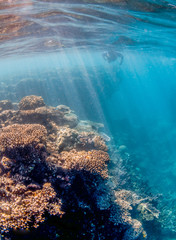 Underwater Image of Colorful Coral Reef in Clear Tropical Water