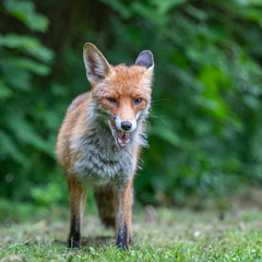 Junger Fuchs auf einem kleinen Weg am frühen Morgen