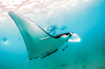 Manta Ray Swimming Freely in Open Ocean