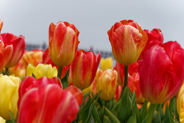 Colorful tulips in spring