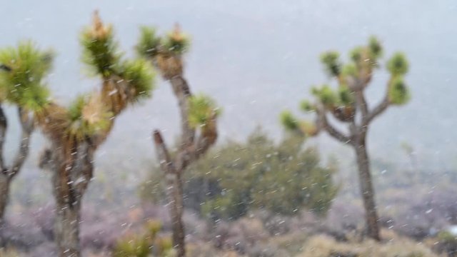 Joshua Tree National Park in the winter time bad cold weather while snowing. Snow covering trees and the ground after a day of heavy snowfall