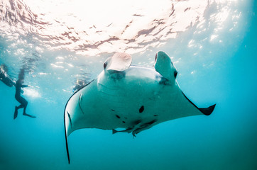 Fototapeta premium Manta Ray Swimming Freely in Open Ocean