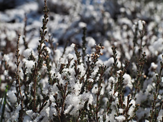 heather covered with shining snow