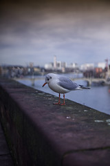Bazylea