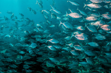 Fototapeta na wymiar Schooling silver fish swimming in clear blue ocean