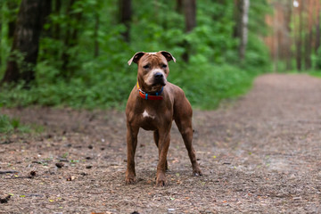 Fototapeta premium Adorable red dog walks outdoor at summer