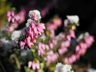pink heather flowers covered with shining snow	
