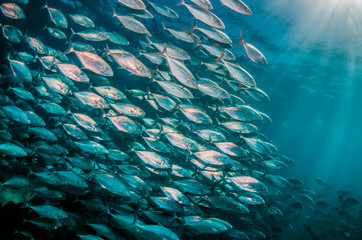 Schooling silver fish swimming in clear blue ocean