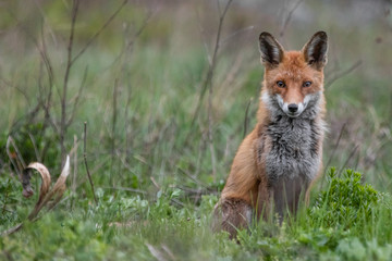 Fuchs am abend auf einer Wiese