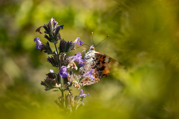 Butterfly sitting on a flower.