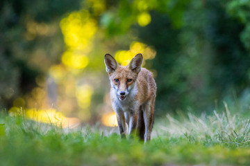 Junger Fuchs auf einem kleinen Weg am frühen Morgen