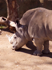 Obraz premium A heavy rhinoceros portrait under the sun shooted from back with angle view. Close-up vertical photography