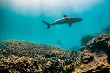 Fototapeta na wymiar Grey Reef Shark Swimming in Clear Blue Ocean