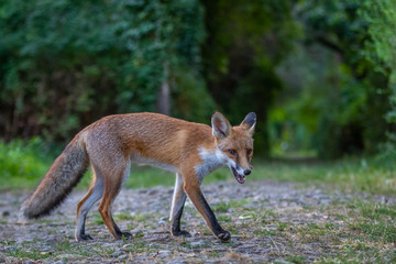 Junger Fuchs auf einem kleinen Weg am frühen Morgen