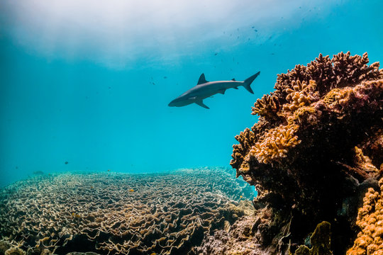 Grey Reef Shark Swimming in Clear Blue Ocean