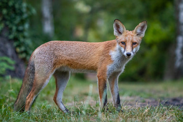 Junger Fuchs auf einem kleinen Weg am frühen Morgen