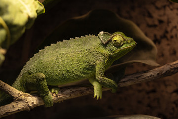 Collared chameleon is holding a branch and looks in front of him. Chamaeleo dilepis