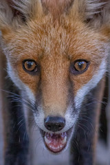 Portrait eines jungen Fuchses