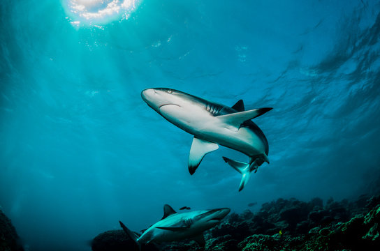 Grey Reef Shark Swimming in Clear Blue Ocean