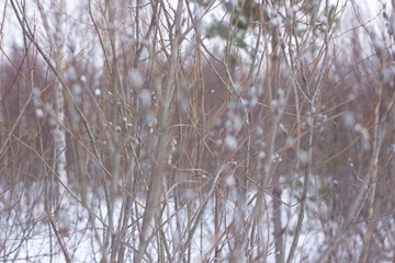 Fototapeta premium Verba. blossoming buds on the trees