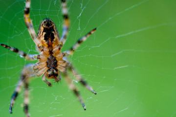 The european garden spider (Araneus diadematus) sitting in the spider net on green background and selective focus