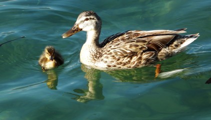 Canard colvert et son caneton