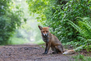 Junger Fuchs im Regen