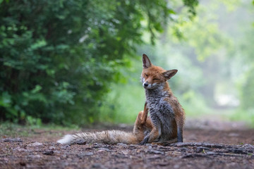 Junger Fuchs im Regen