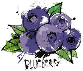 Blueberry Sketch
