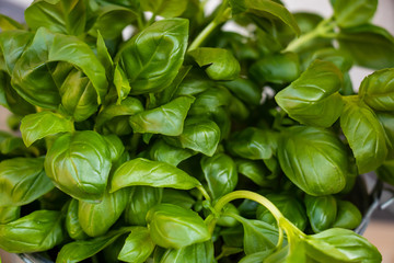 Basilikum