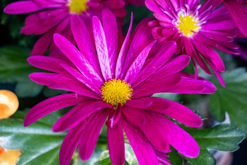 Chrysanthemen