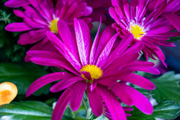 Chrysanthemen
