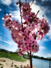 Beauty with Contrast