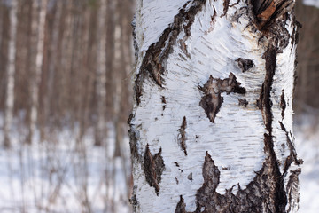 birch bark close up in the winter forest