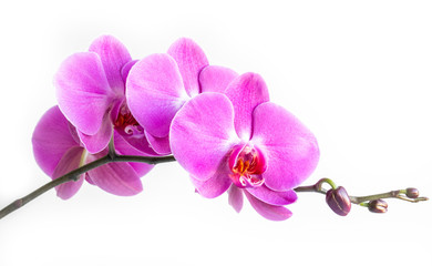 Fototapeta na wymiar pink orchid close-up on a white background