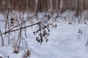 dry grass on the field under the snow