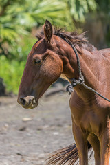 The horse (Equus ferus caballus) is one of two extant subspecies of Equus ferus.