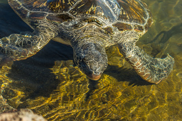 The green sea turtle (Chelonia mydas), also known as the green turtle, black (sea) turtle or...