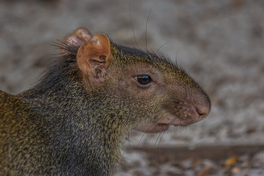 The red-rumped agouti (Dasyprocta leporina), also known as the golden-rumped agouti, orange-rumped agouti or Brazilian agouti, is a species of agouti from the family Dasyproctidae.