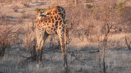 giraffe in the savannah