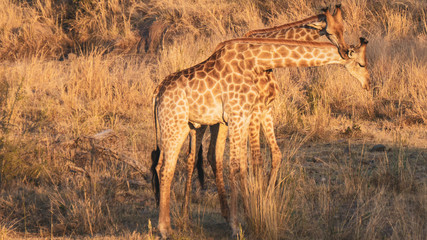 Naklejka na ściany i meble two giraffes in the savannah